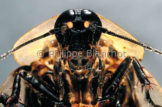 Blaberus craniifer.JPG - in "Portraits d'insectes" ed. SeuilBlaberus craniiferBlatte tete de mortDeath head cockroachDictyopteraBlaberidaeMexique